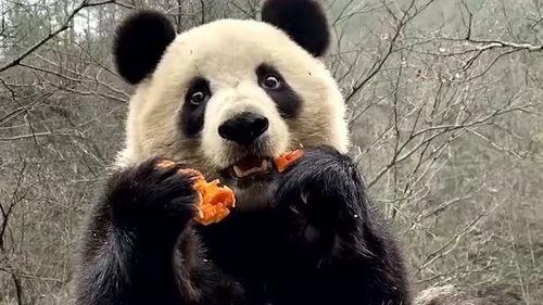 熊猫娱乐吃瓜酱,揭秘娱乐圈幕后故事 第2张 熊猫娱乐吃瓜酱,揭秘娱乐圈幕后故事 第2张